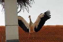 Ajout au panier - Pour commander cette photo, cliquer ICI