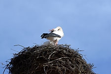 Ajout au panier - Pour commander cette photo, cliquer ICI