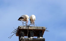 Ajout au panier - Pour commander cette photo, cliquer ICI