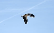 Ajout au panier - Pour commander cette photo, cliquer ICI