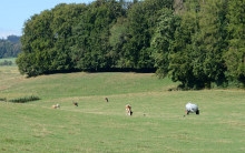 Ajout au panier - Pour commander cette photo, cliquer ICI