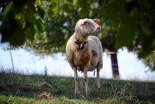 Ajout au panier - Pour commander cette photo, cliquer ICI