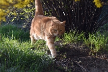 Ajout au panier - Pour commander cette photo, cliquer ICI