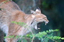 Ajout au panier - Pour commander cette photo, cliquer ICI