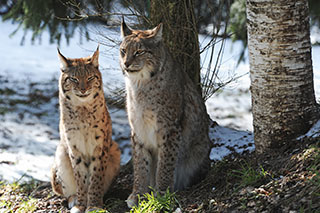 Pierre Ecoffey, biologiste, passionn� de nature,  responsable animaux du Zoo de Servion