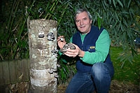 Culture de Pleurotes dans son jardin - Vucherens, novembre 2015 (Cliquer ICI)