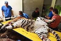 Oural retourne sur le billiard - Op�ration dentaire, tigre du Zoo de Servion, septembre 2017