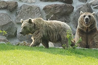 Au Revoir Martin et Suriyah, vous allez nous manquer! Ours du Zoo de Servion, d�cembre 2017