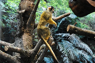 Les primates d�couvrent leur nouvel espace - Zoo de Servion, d�cembre 2017 - Reportage de Dany Schaer, journaliste photographe