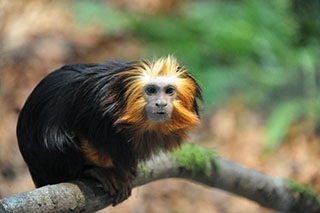 Les primates d�couvrent leur nouvel espace - Zoo de Servion, d�cembre 2017 - Reportage de Dany Schaer, journaliste photographe