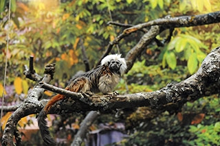 Les primates d�couvrent leur nouvel espace - Zoo de Servion, d�cembre 2017 - Reportage de Dany Schaer, journaliste photographe