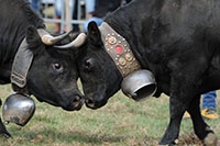 Combat de reines - La Reine Lumi�re �blouit ses rivales - Essertines�sur-Yverdon, octobre 2018