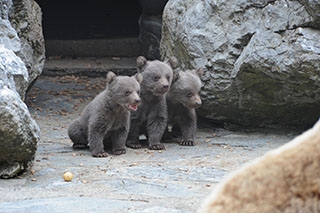 Carnet rose du Zoo de Servion, ours bruns de Syrie - Martine a donn� naissance � trois oursons. Reportage de Dany Schaer, journaliste photographe
