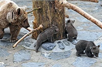 Carnet rose du Zoo de Servion, ours bruns de Syrie - Martine a donn� naissance � trois oursons. Reportage de Dany Schaer, journaliste photographe