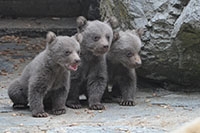 Carnet rose du Zoo de Servion, ours bruns de Syrie - Martine a donn� naissance � trois oursons - Avril 2018