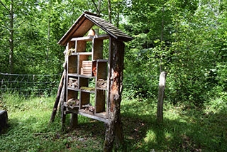 "Tronches d�arbres" compl�te sa galerie de portraits. AG Bois des Brigands, Thierrens, juin 2019. Reportage de Dany Schaer, journaliste-photographe