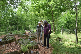 "Tronches d�arbres" compl�te sa galerie de portraits. AG Bois des Brigands, Thierrens, juin 2019. Reportage de Dany Schaer, journaliste-photographe