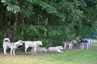 Les chiens font la course en t�te. Canicross, St-Cierges, juin 2019. Reportage de Dany Schaer, journaliste photographe