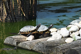 Centre Emys, Chavornay: les Tortues ont leur Maison toute neuve. Reportage de Dany Schaer, journaliste-photographe