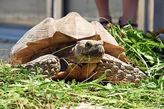 Centre Emys, Chavornay: les Tortues ont leur Maison toute neuve. Reportage de Dany Schaer, journaliste-photographe