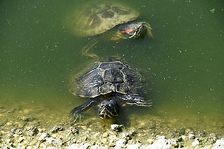 Centre Emys, Chavornay: les Tortues ont leur Maison toute neuve. Reportage de Dany Schaer, journaliste-photographe
