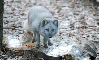 Trois renards polaires d�couvrent le Jorat. Zoo de Servion, d�cembre 2019. Reportage de Dany Schaer, journaliste photographe