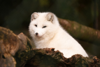 Trois renards polaires d�couvrent le Jorat. Zoo de Servion, d�cembre 2019. Reportage de Dany Schaer, journaliste photographe