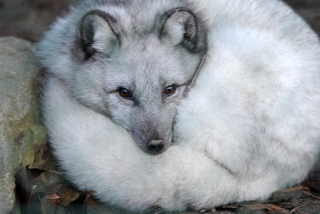 Trois renards polaires d�couvrent le Jorat. Zoo de Servion, d�cembre 2019. Reportage de Dany Schaer, journaliste photographe