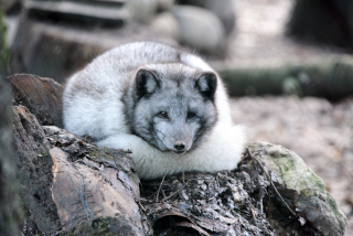 Trois renards polaires d�couvrent le Jorat. Zoo de Servion, d�cembre 2019. Reportage de Dany Schaer, journaliste photographe