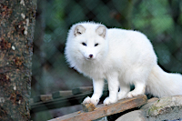 Trois renards polaires d�couvrent le Jorat. Zoo de Servion, d�cembre 2019 (cliquer ici)