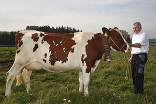 Serena sera une star � la F�te des Vignerons. Charly Stucki, �leveur � Ropraz. Paru dans l�Echo du Gros-de-Vaud et Journal de Moudon juin 2019Reportage de Dany Schaer, journaliste photographe