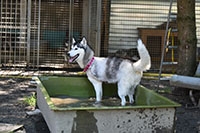 Un chien peut vivre heureux sur trois pattes - SOS Chiens Polaires - Ao�t 2019 (cliquer ICI)