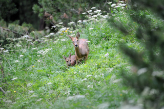 Des chasseurs arpentent les sentiers du Bois des Brigands - Assembl�e g�n�rale de l�Association du Bois des Brigands, 27 juin 2020, Thierrens - Reportage de Dany Schaer, journaliste photographe