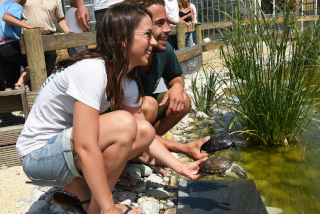 Les tortues d�couvrent leur nouvel �tang - Centre Emys, l�cher de 40 cistudes - Chavornay, ao�t 2020. Reportage de Dany Schaer, journaliste photographe