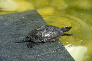 Les tortues d�couvrent leur nouvel �tang - Centre Emys, l�cher de 40 cistudes - Chavornay, ao�t 2020. Reportage de Dany Schaer, journaliste photographe