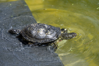 Les tortues d�couvrent leur nouvel �tang - Centre Emys, l�cher de 40 cistudes - Chavornay, ao�t 2020. Reportage de Dany Schaer, journaliste photographe