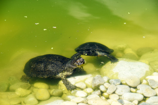 Les tortues d�couvrent leur nouvel �tang - Centre Emys, l�cher de 40 cistudes - Chavornay, ao�t 2020. Reportage de Dany Schaer, journaliste photographe