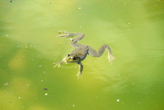 Les tortues d�couvrent leur nouvel �tang - Centre Emys, l�cher de 40 cistudes - Chavornay, ao�t 2020. Reportage de Dany Schaer, journaliste photographe