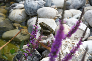 Les tortues d�couvrent leur nouvel �tang - Centre Emys, l�cher de 40 cistudes - Chavornay, ao�t 2020. Reportage de Dany Schaer, journaliste photographe