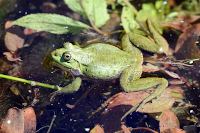 Aidons les grenouilles � vivre leur lune de miel. Pro Natura, f�vrier 2020 (cliquer ICI)