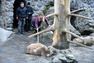 Les jeunes ours du zoo partent pour Hamerton, Royaume Uni - Zoo de Servion, janvier 2020. Reportage de Dany Schaer, journaliste photographe