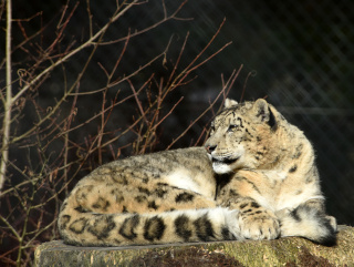 Alta�, panth�re des neiges, nous a quitt� - Zoo de Servion - 25 f�vrier 2021 - Reportage de Dany Schaer, journaliste photographe
