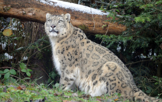 Alta�, panth�re des neiges, nous a quitt� - Zoo de Servion - 25 f�vrier 2021 - Reportage de Dany Schaer, journaliste photographe