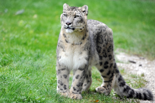 Alta�, panth�re des neiges, nous a quitt� - Zoo de Servion - 25 f�vrier 2021 - Reportage de Dany Schaer, journaliste photographe