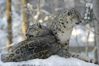 Alta�, panth�re des neiges, nous a quitt� - Zoo de Servion - 25 f�vrier 2021 - Reportage de Dany Schaer, journaliste photographe