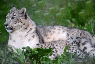 Alta�, panth�re des neiges, nous a quitt� - Zoo de Servion - 25 f�vrier 2021 - Reportage de Dany Schaer, journaliste photographe
