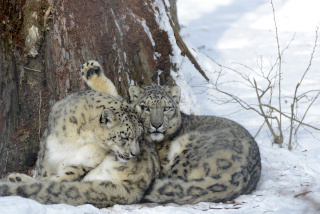 Alta�, panth�re des neiges, nous a quitt� - Zoo de Servion - 25 f�vrier 2021 - Reportage de Dany Schaer, journaliste photographe