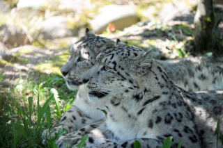 Alta�, panth�re des neiges, nous a quitt� - Zoo de Servion - 25 f�vrier 2021 - Reportage de Dany Schaer, journaliste photographe