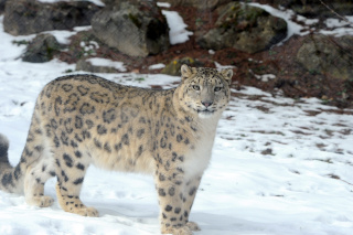 Alta�, panth�re des neiges, nous a quitt� - Zoo de Servion - 25 f�vrier 2021 - Reportage de Dany Schaer, journaliste photographe