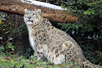 Alta�, panth�re des neiges, nous a quitt�s - Zoo de Servion, 25 f�vrier 2021 (cliquer ICI)